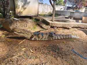 मगरमच्छ का सफल रेस्क्यू,जंगल सफारी नवा रायपुर में छोड़ा गया सुरक्षित